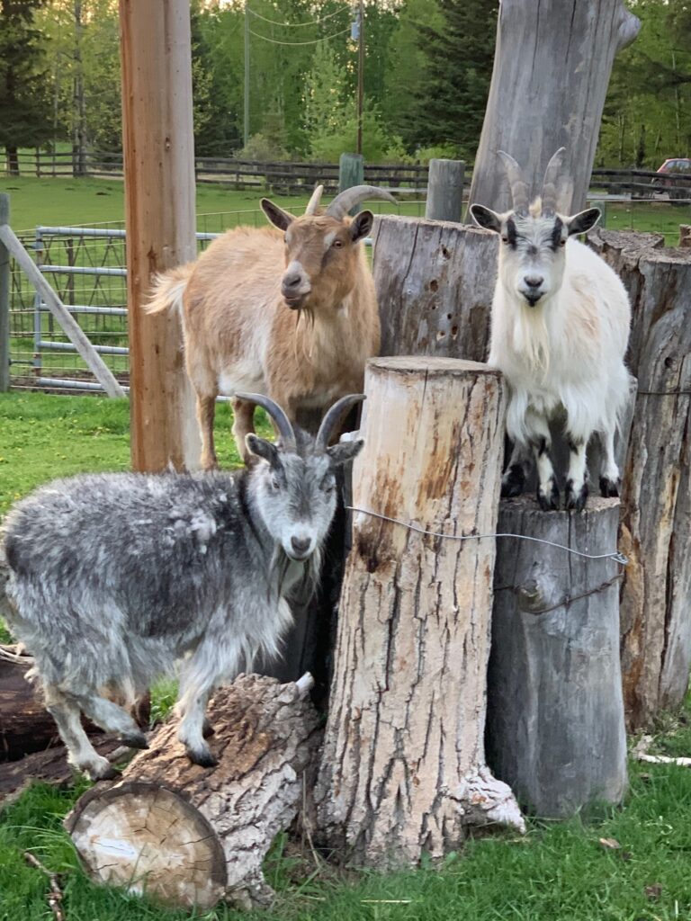 Whispering Spruce RV Resort - Goats-posing